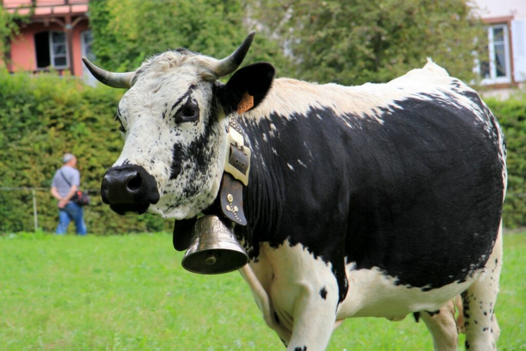 La Fête de la Transhumance