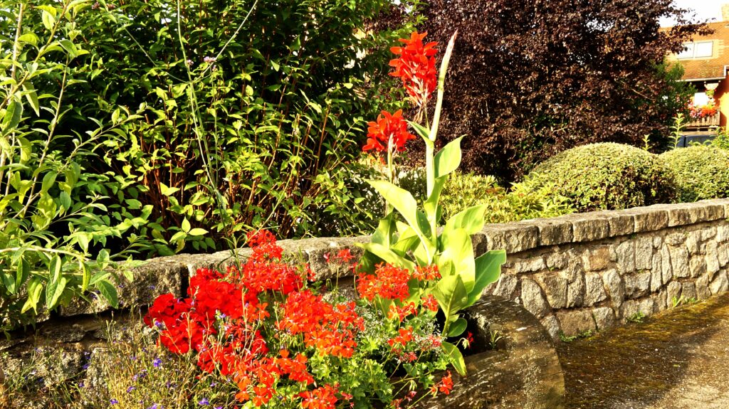 Red canna lilies bloom along a weathered stone wall, with dense green shrubs behind and a water feature at the base.