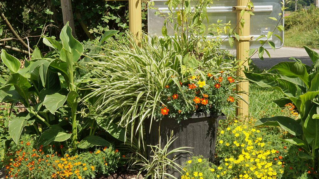 Black planter filled with variegated ornamental grasses and bright orange and yellow flowers, surrounded by lush green foliage and a mailbox post in the background.