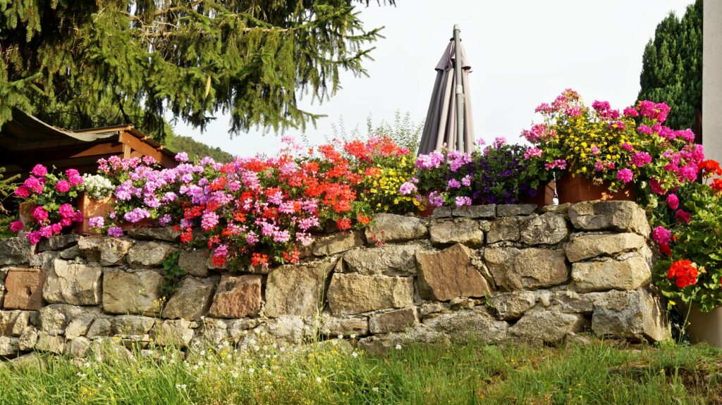 Stone wall lined with overflowing pink, red, orange, and yellow geraniums; a closed patio umbrella stands behind them.