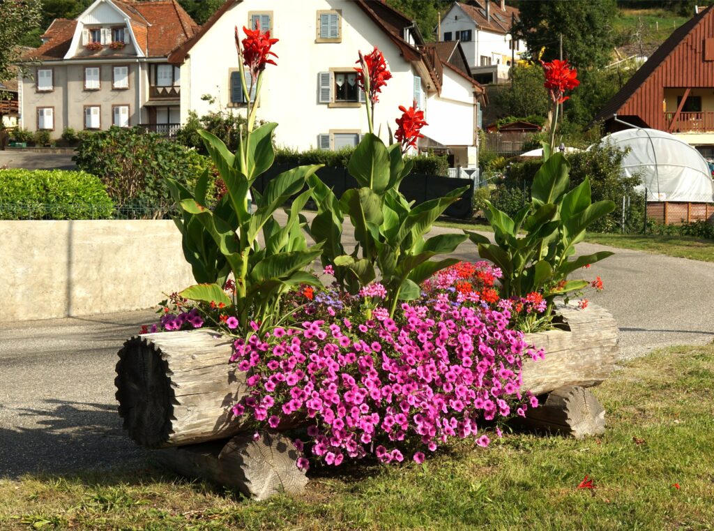 Wooden planter overflowing with pink petunias and tall red canna lilies, set on a village street with beige houses in the background.
