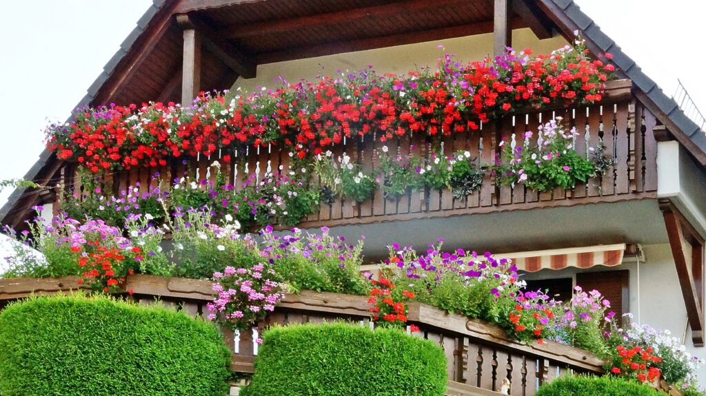 Balcony overflowing with red, pink, purple, and white flowers in wooden railing planters above trimmed green hedges